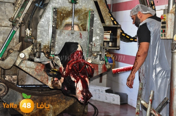 Jam3iya la7m3n (29).JPG